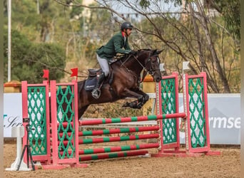 Berbero, Giumenta, 5 Anni, 157 cm, Morello