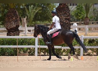 Berbero, Stallone, 11 Anni, 146 cm, Baio