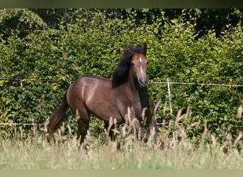 Berbero, Stallone, 1 Anno, 157 cm, Grigio
