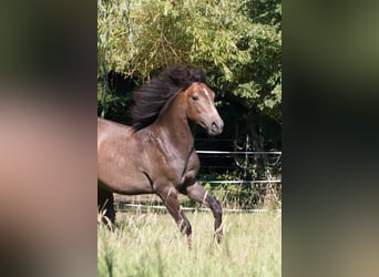 Berbero, Stallone, 1 Anno, 157 cm, Grigio