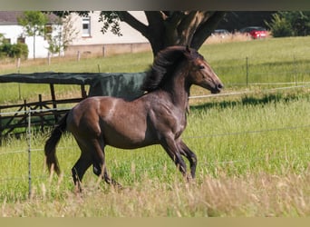 Berbero, Stallone, 1 Anno, 157 cm, Grigio