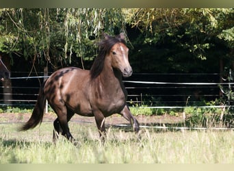 Berbero, Stallone, 1 Anno, 157 cm, Grigio