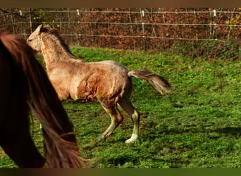 Berbero, Stallone, 1 Anno, 159 cm