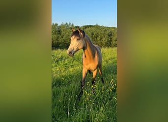Berbero, Stallone, 1 Anno, Pelle di daino