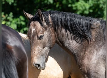Berbero, Stallone, 2 Anni, 151 cm, Grigio trotinato