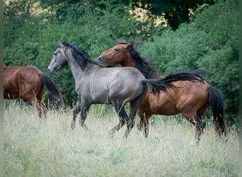 Berbero, Stallone, 2 Anni, 151 cm, Grigio trotinato
