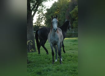 Berbero, Stallone, 2 Anni, 154 cm, Grigio