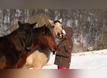 Berbero, Stallone, 2 Anni, 155 cm, Pelle di daino