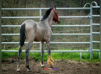 Berbero, Stallone, 3 Anni, 155 cm, Roano blu