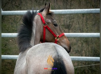 Berbero, Stallone, 3 Anni, 155 cm, Roano blu