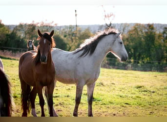 Berbero, Stallone, 3 Anni, 156 cm, Falbo baio