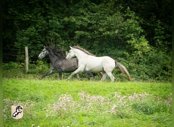 Berbero, Stallone, 3 Anni, 156 cm, Falbo baio