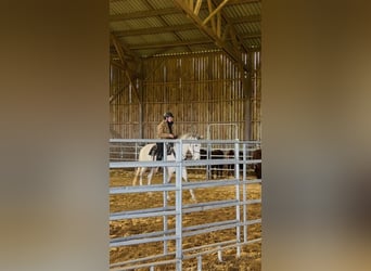 Berbero, Stallone, 6 Anni, 159 cm, Falbo baio