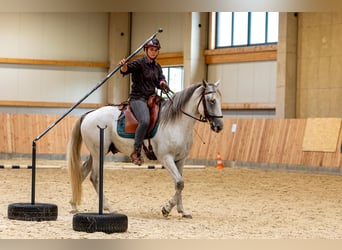 Berbero, Stallone, 6 Anni, 159 cm, Falbo baio