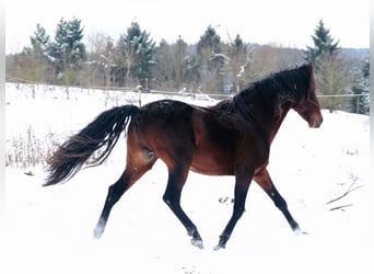 Berbero, Stallone, 9 Anni, 155 cm, Baio scuro