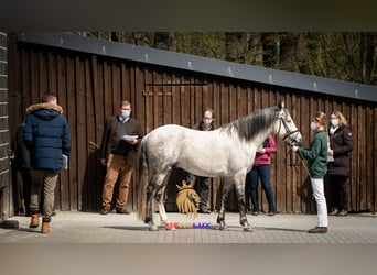 Berbero, Stallone, 12 Anni, 152 cm, Grigio pezzato