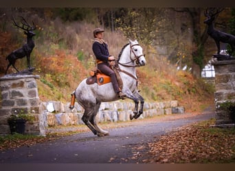 Berbero, Stallone, 12 Anni, 152 cm, Grigio pezzato