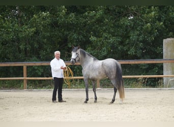 Berbero, Stallone, 12 Anni, 152 cm, Grigio pezzato