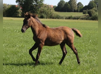 Berbero, Stallone, Puledri (02/2026), 155 cm