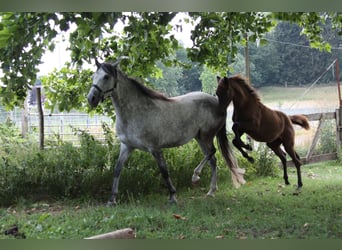 Berbero, Stallone, Puledri (02/2026), 155 cm