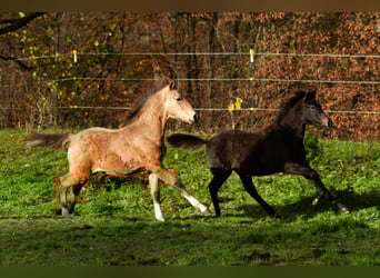 Berbero, Stallone, Puledri (06/2025), 159 cm, Pelle di daino