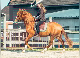 Berbero, Stallone, 5 Anni, 160 cm, Sauro ciliegia