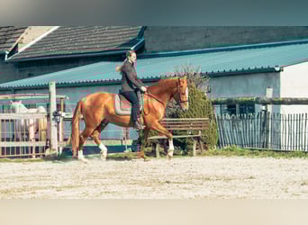 Berbero, Stallone, 5 Anni, 160 cm, Sauro ciliegia