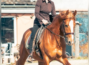 Berbero, Stallone, 5 Anni, 160 cm, Sauro ciliegia