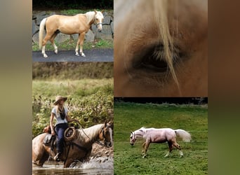 Bereber, Caballo castrado, 2 años, 155 cm, Palomino