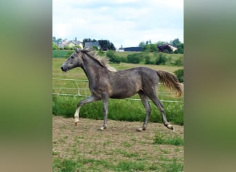 Bereber, Caballo castrado, 3 años, 155 cm, Tordo