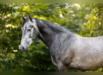 Bereber, Caballo castrado, 3 años, 155 cm, Tordo