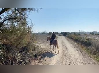 Bereber, Caballo castrado, 4 años, 154 cm, Sabino