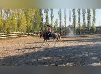 Bereber, Caballo castrado, 4 años, 154 cm, Sabino