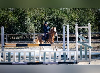 Bereber, Caballo castrado, 5 años, 154 cm, Sabino