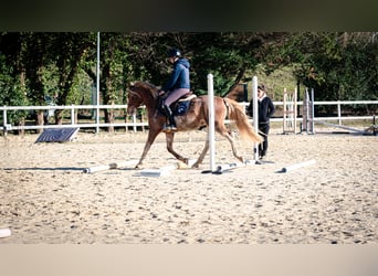 Bereber, Caballo castrado, 5 años, 154 cm, Sabino