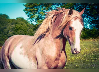 Bereber, Caballo castrado, 5 años, 154 cm, Sabino