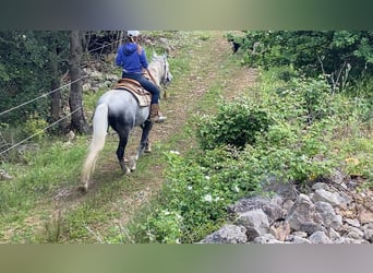 Bereber Mestizo, Caballo castrado, 7 años, 152 cm, Tordo rodado