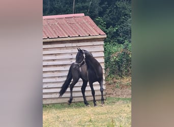 Bereber, Caballo castrado, 7 años, 155 cm, Negro