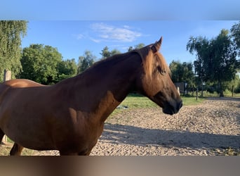 Bereber, Caballo castrado, 8 años, 158 cm, Alazán