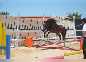 Bereber, Semental, 11 años, 146 cm, Castaño