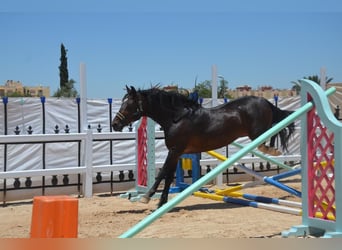 Bereber, Semental, 11 años, 146 cm, Castaño