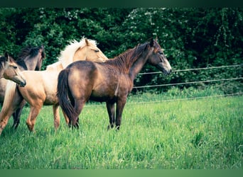 Bereber, Semental, 1 año, 154 cm, Musgo