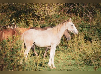 Bereber, Semental, 1 año, 154 cm, Musgo