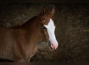 Bereber, Semental, 1 año, 154 cm, Musgo