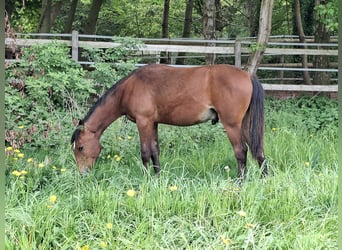 Bereber, Semental, 1 año, 155 cm, Castaño