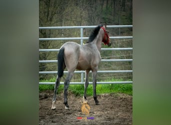 Bereber, Semental, 1 año, 155 cm, Ruano azulado