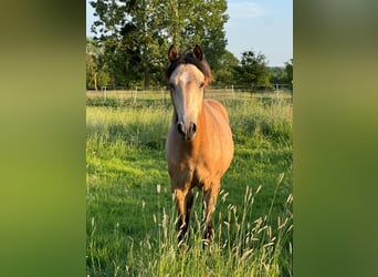 Bereber, Semental, 1 año, Buckskin/Bayo