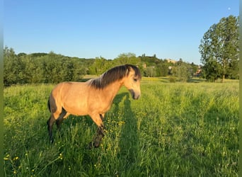 Bereber, Semental, 1 año, Buckskin/Bayo