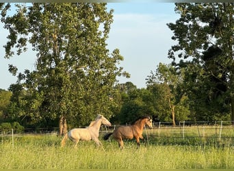 Bereber, Semental, 1 año, Buckskin/Bayo