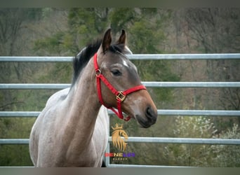 Bereber, Semental, 3 años, 155 cm, Ruano azulado